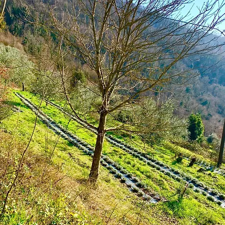 La Felce E Il Mirtillo Bed & Breakfast Il Palazzo